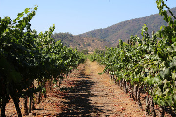 Fototapeta na wymiar plantacion de uvas en viñedo