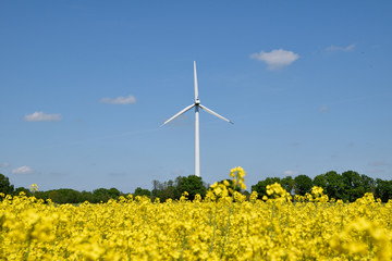 Rape and windmill as an alternative energy