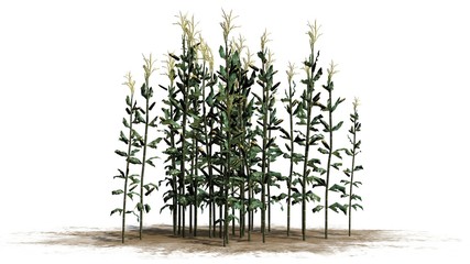 corn plants - isolated on white background © sabida