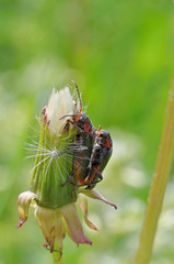Insect copulation