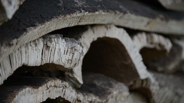 Cork oak 