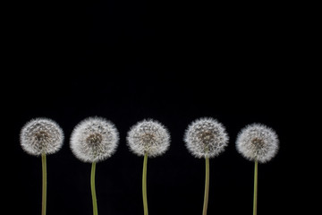 Five dandelion seeds in a row on black background. Dandelion seeds.  