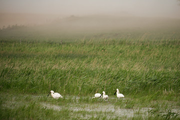 Spoonbills on the moorland
