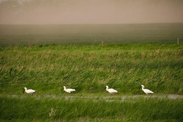Spoonbills on the moorland