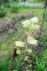 grapes leaves