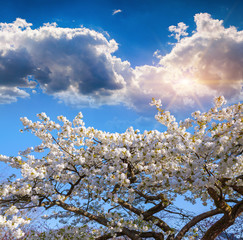 Blooming sakura flowers on blue sky background in the Keukenhof