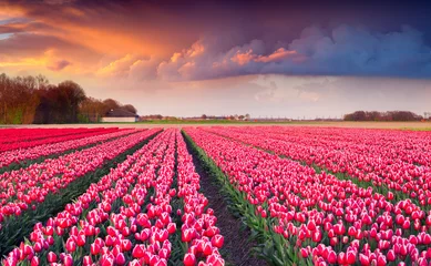 Tuinposter Colorful spring sunrise on the tulip farm near the Creil town © Andrew Mayovskyy