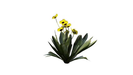 Frailejon plant - isolated on white background