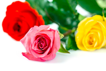 Roses over white background