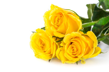 Yellow roses over white background