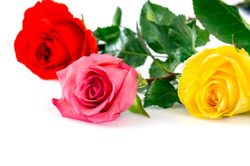 Roses over white background