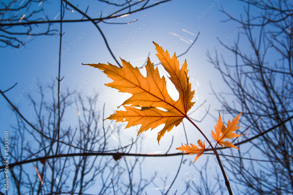 Canvas Prints maple leaf red autumn tree sky