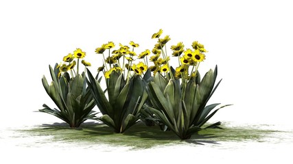 Frailejon plant - isolated on white background