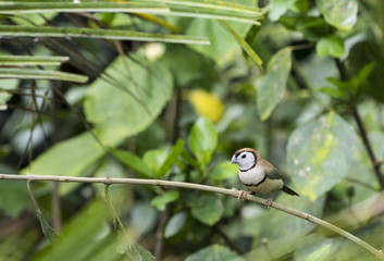 tropical bird