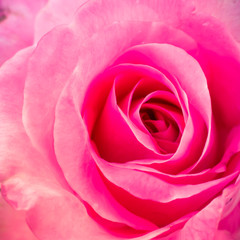 Close up of rose petal