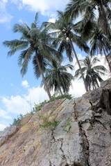 Fototapeta na wymiar Palmen auf Felsklippe
