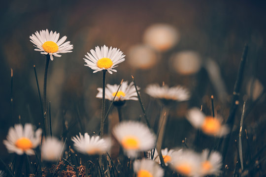 Chamomile flowers macr on sping meadow