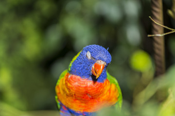 parrot rainbow, trichoglossus haematodus