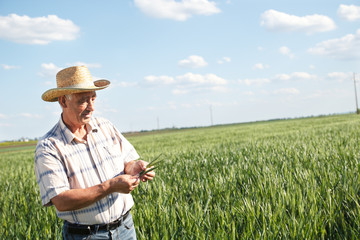 Naklejka na ściany i meble Senior farmer in a field examining crop