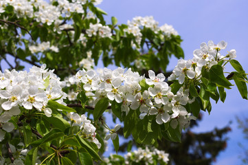 Flowering pear branch in the garden