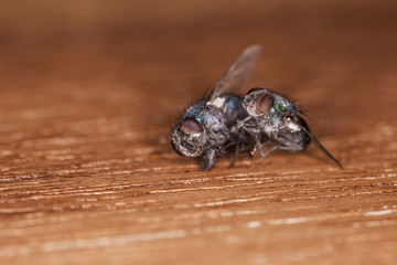 housefly