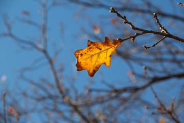 autumn oak leaf