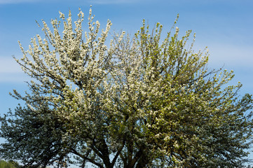 Flowering tree
