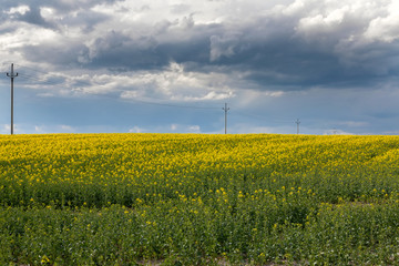 Rape field, cloudy sky