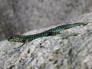 de Marseille à Bonifacio en passant par Ajaccio