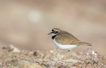 Little ringed plover