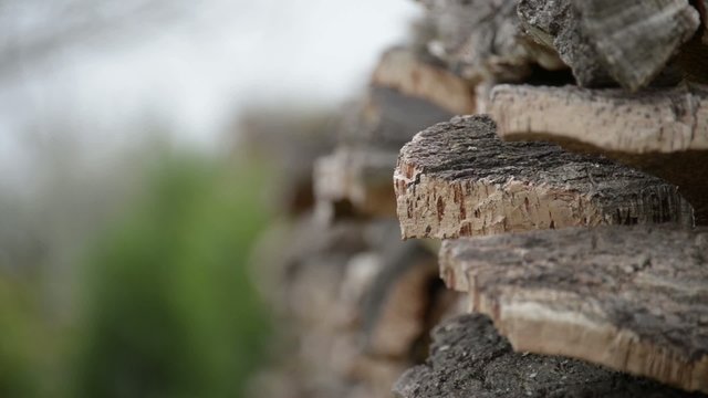 Cork oak 