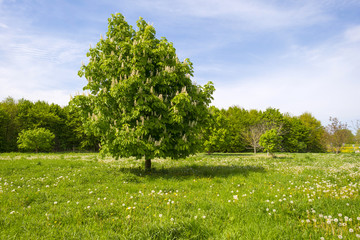 Blossoming chestnut tree in a sunny meadow