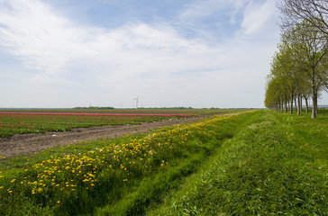 Cultivation of tulips on a field in spring