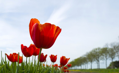Cultivation of tulips on a field in spring