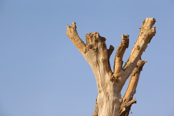 closeup of Dry Tree in Desert © Raja stills