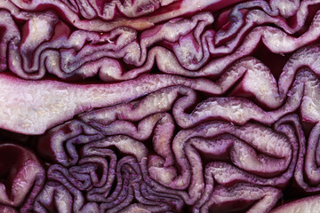 red cabbage background