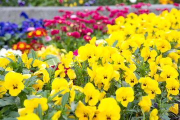 Pansies / Pansies in a flowerbed 