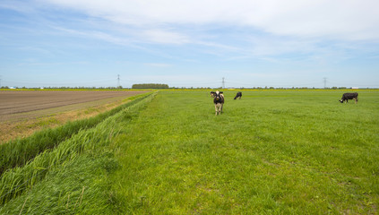 Obraz na płótnie Canvas Herd of grazing cows in a meadow in spring