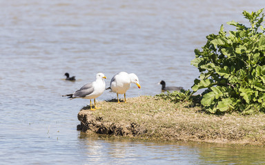 Obraz premium larus argentatus, herring gull