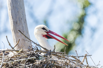 write stork, ciconia ciconia