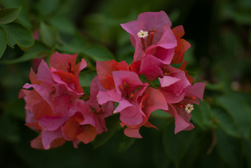 Bougainvilea  © haloinli