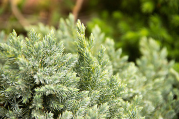 Spring, young pine branches arborvitae, conic, boxwood