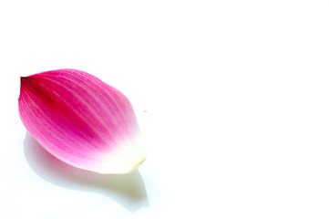 Lotus petal on white background with area for your text