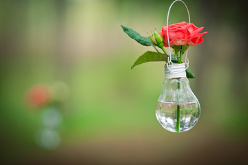 Wedding decor with  roses in bulbs