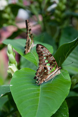 Schmetterlinge