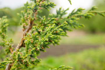 Spring, young pine branches arborvitae, conic, boxwood