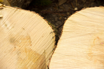 wood, bark, wood structure, cut down a tree