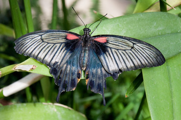 Schmetterling
