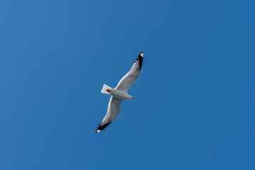 Flying seagull in clear blue sky