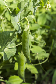 Sweet green peas in the pods on the bush